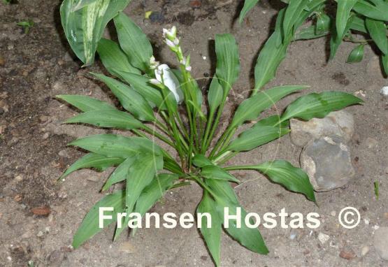 Hosta Spartan Arrow