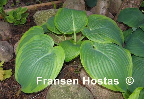 Hosta Spartan Glory