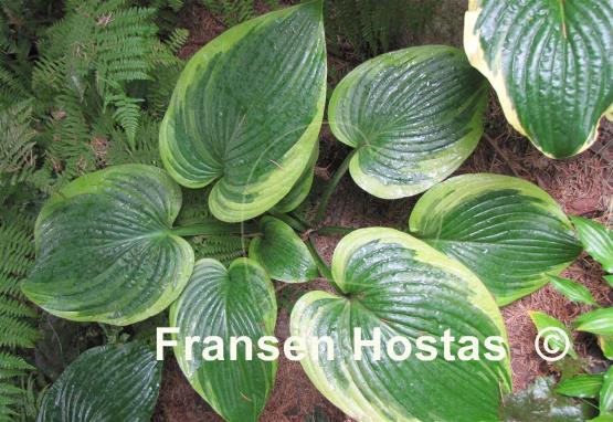 Hosta Spartan Glory