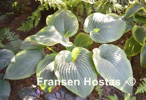 Hosta Spartan Glory