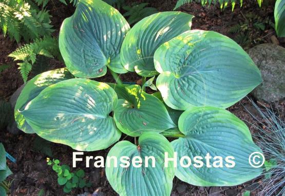 Hosta Spartan Glory