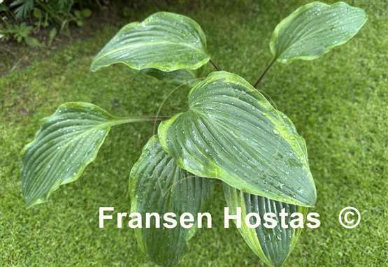 Hosta Speak No Evil