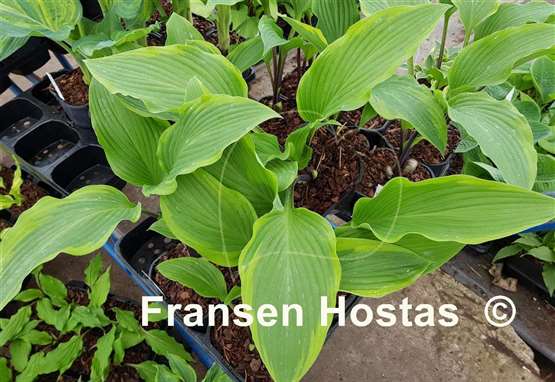 Hosta Speak No Evil