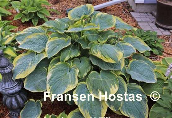 Hosta Speakeasy