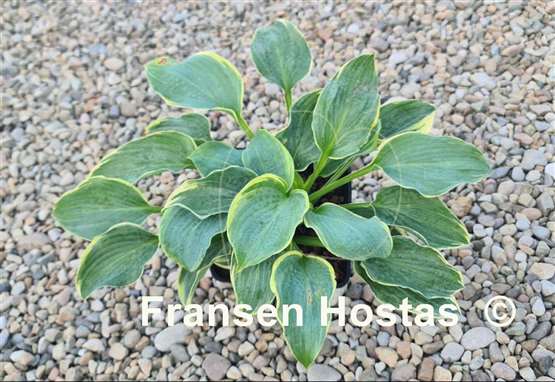 Hosta Speakeasy