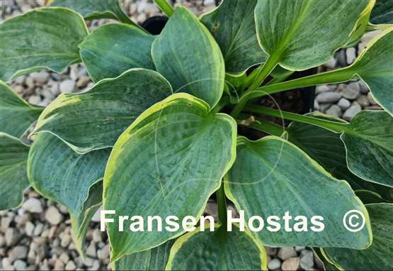 Hosta Speakeasy