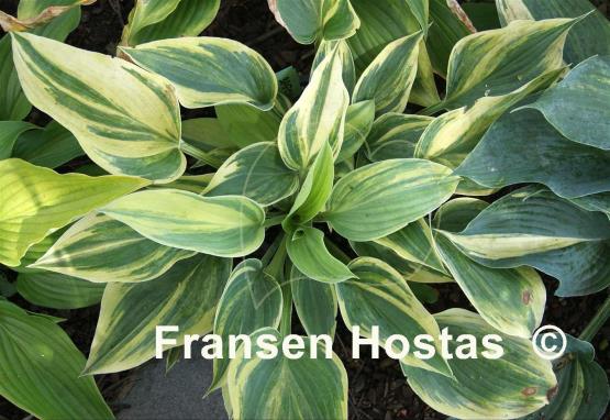 Hosta Special Blend