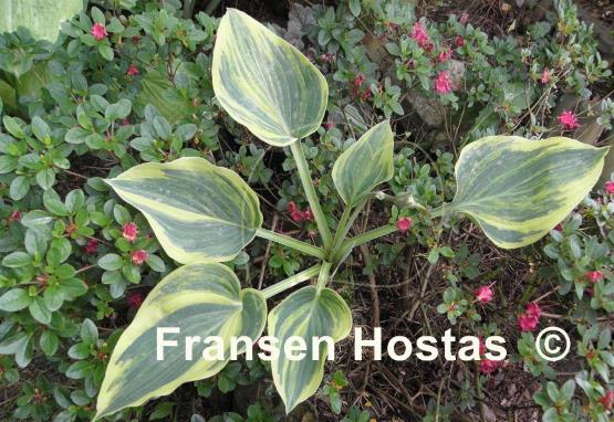 Hosta Special Blend