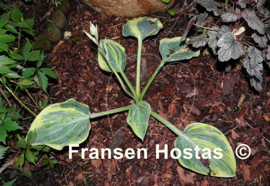 Hosta Special Blend