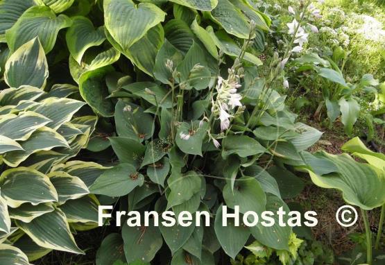 Hosta Special Gift