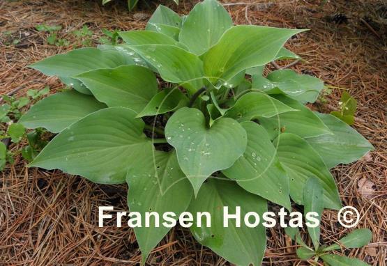 Hosta Special Gift