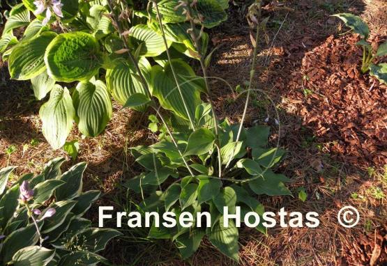 Hosta Special Gift