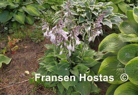 Hosta Special Gift