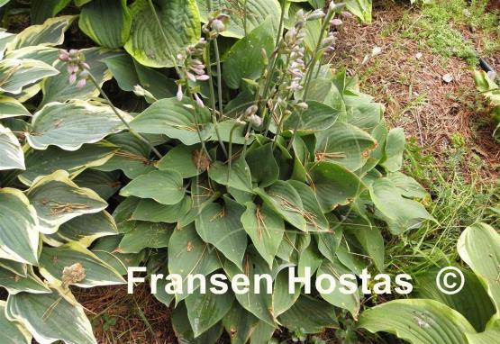 Hosta Special Gift