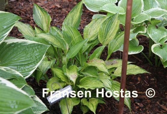 Hosta Speckled Gecko