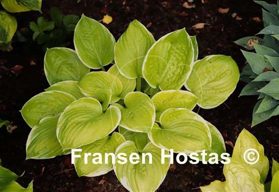 Hosta Spellbound