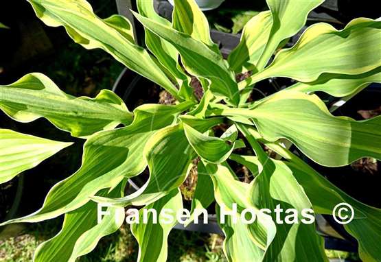Hosta Spiked Punch