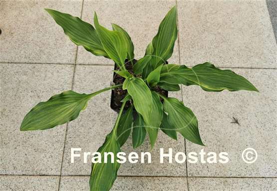 Hosta Spiked Punch