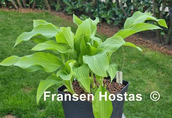 Hosta Spiked Punch