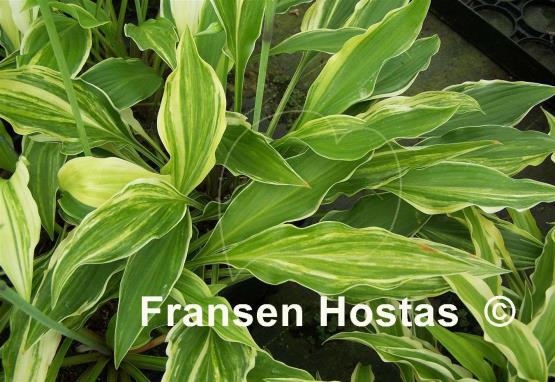 Hosta Spiked Punch