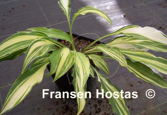 Hosta Spiked Punch