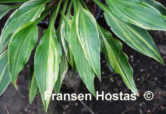 Hosta Spiked Punch