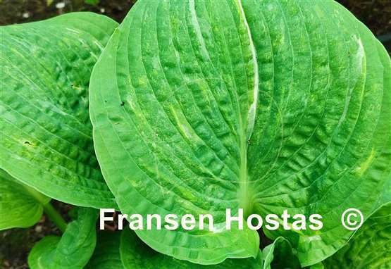 Hosta Spilt Milk