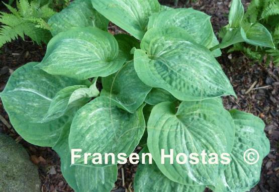 Hosta Spilt Milk