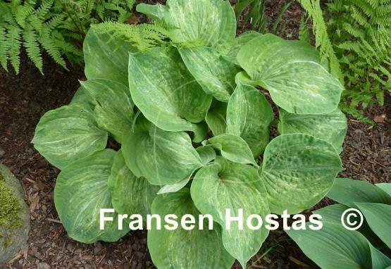 Hosta Spilt Milk
