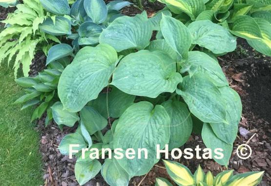 Hosta Spilt Milk