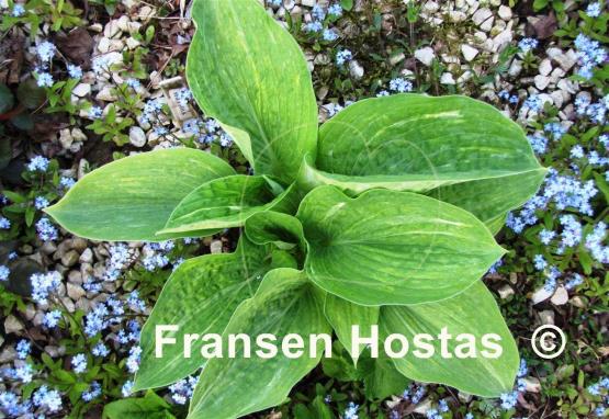 Hosta Spilt Milk