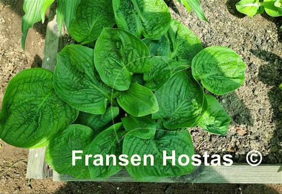 Hosta Spinach Patch