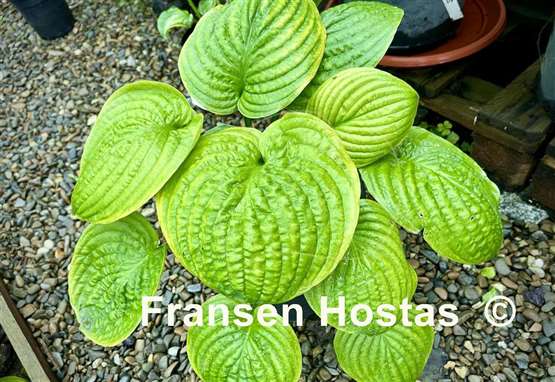 Hosta Spinach Patch
