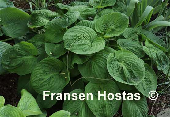 Hosta Spinach Patch