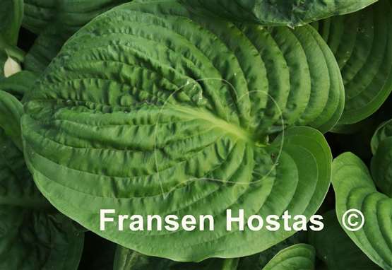 Hosta Spinach Patch