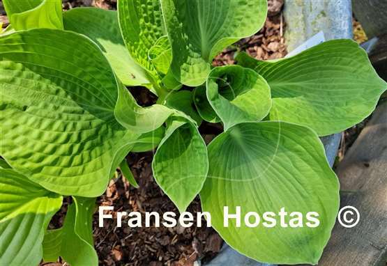 Hosta Spinach Soufflé