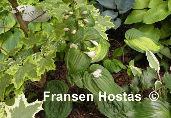Hosta Spinach Patch