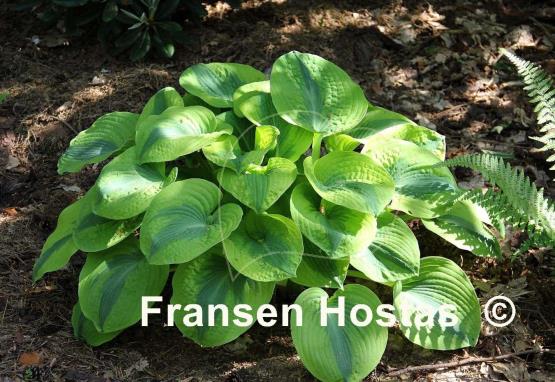 Hosta Spinach Soufflé