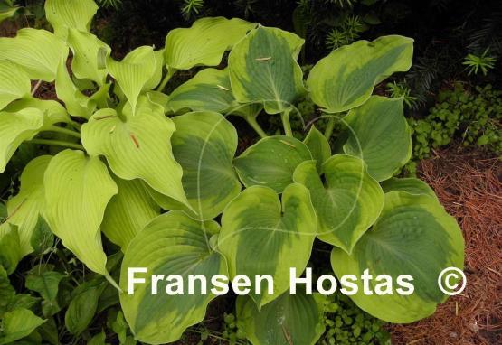 Hosta Spinach Soufflé