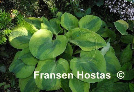 Hosta Spinach Soufflé