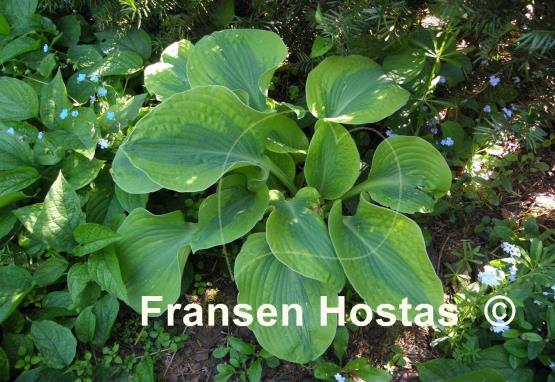 Hosta Spinach Soufflé