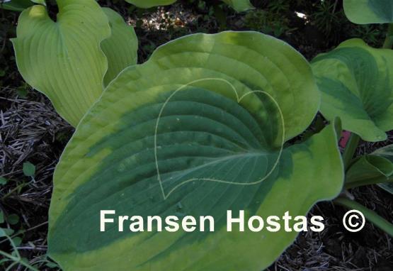 Hosta Spinach Soufflé