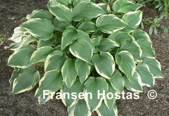 Hosta Spinners