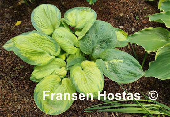 Hosta Spinning Wheel