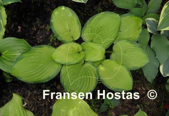 Hosta Spinning Wheel