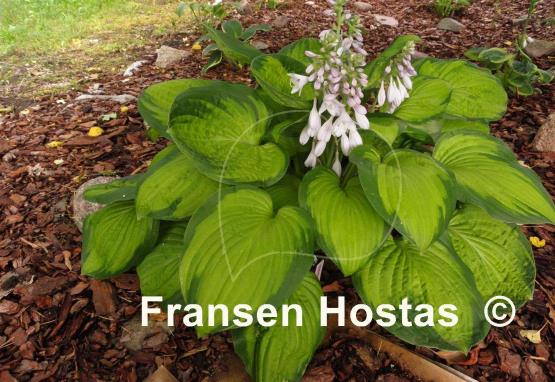 Hosta Spinning Wheel