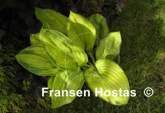 Hosta Spinning Wheel