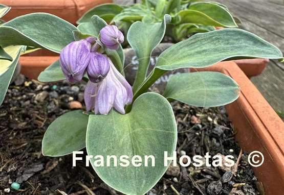 Hosta Spiny Mouse