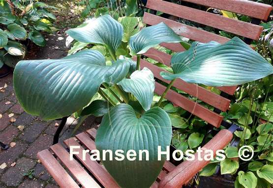 Hosta Spirit of St. Louis