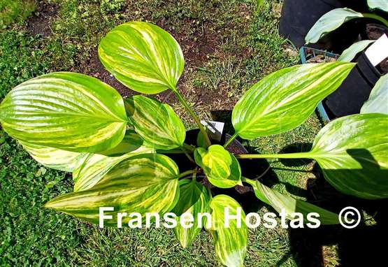 Hosta Splashed Leather